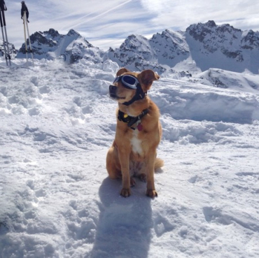 Angie on Tour: Die vierbeinige Heldin der Berge Angie, ein Hund mit einem speziell programmierten LVS-Piepser am Halsband, sitzt im Schnee vor einer Bergkulisse.