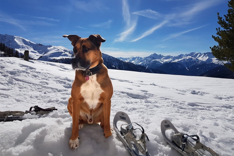 Pause im Schnee: Elliot und die Schneeschuhe vor malerischem Bergpanorama Der Hund Elliot sitzt im Schnee, neben ihm ein Paar Schneeschuhe.