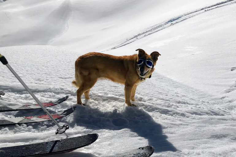 Ein Hund auf Skitour: Auf dem Weg zum Vergaldner Schneeberg Ein Hund mit Schneebrille steht neben Skiausrüstung im Tiefschnee, aufgenommen bei einer Skitour von Gargellen auf den Vergaldner Schneeberg im März 2019.