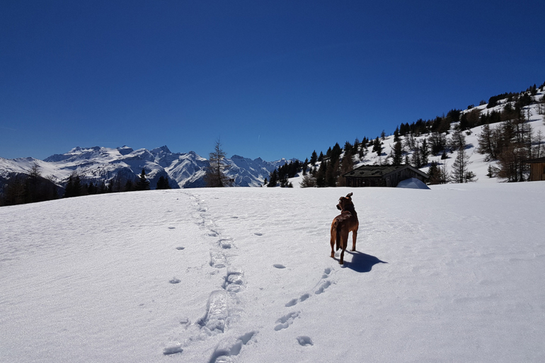 Zwischen Spiel und Schutz: Schneeschuhwandern mit Vierbeinern Ein Hund an der Schwelle zur Wildnis, Schneespuren hinterlassend, ein Bild, das zum Nachdenken über die Auswirkungen des Wintersports auf die Tierwelt anregt.