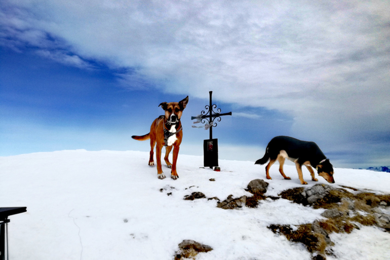 Zwei Gipfelstürmer: Elliot und Freund auf dem Gipfel Elliot, der Hund mit dem braun-weißen Fell, steht neben einem anderen Hund auf einem schneebedeckten Gipfel mit einem Gipfelkreuz im Hintergrund.