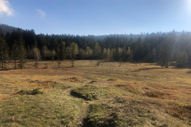 Foramoos auf dem Bödele: Unberührtes Naturparadies Ausgedehnte Wiesenlandschaft des Foramoos auf dem Bödele, auf dem Weg zum Hochälpele.