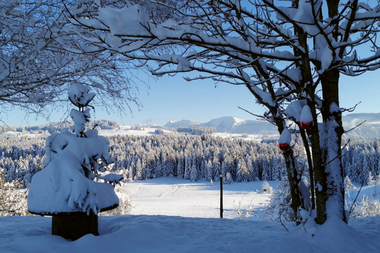 Verschneite Bäume mit Blick auf den Hochgrat im Naturpark Nagelfluhkette.