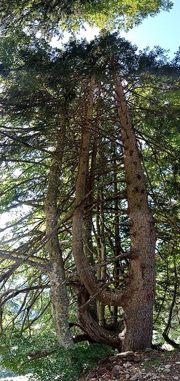 Symbolik der Datenschutzerklärung: Ein Baum im Wald Ein alter Baum im Wald als visuelle Darstellung der Stabilität der Datenschutzerklärung.