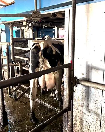 Diese Kuh geht selbstständig in den Melkroboter. Eine Kuh geht selbstständig in den Melkroboter, der sie über ihr Halsband erkennt.