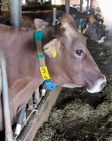 Mit Hilfe der Sensoren werden die Bewegungen der Tiere aufgezeichnet. Sensor-Halsband zur Aufzeichnung der Bewegungen der Kuh.