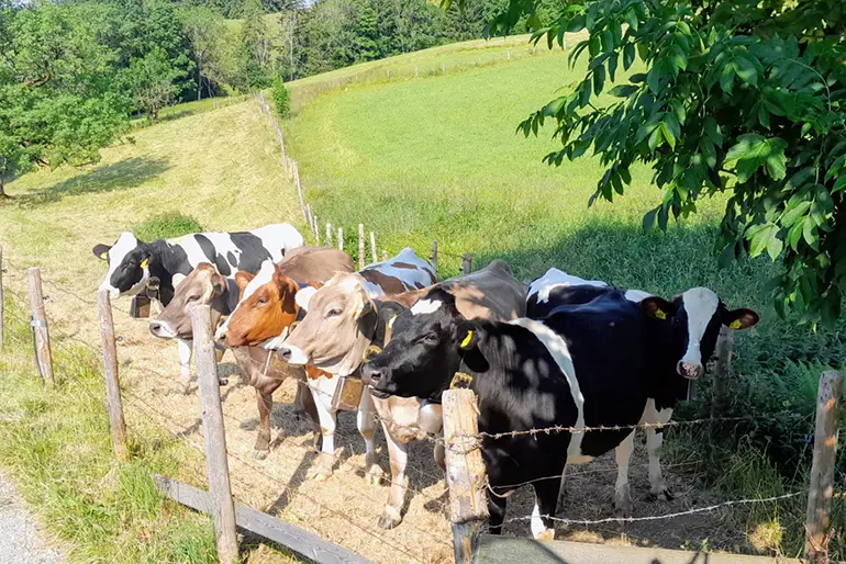 Rinder auf der Alpweide in Buchenberg Rinder auf der Alpweide in Buchenberg an einem sonnigen Sommertag.